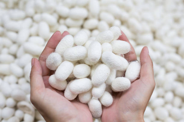 उत्तर प्रदेश की रेशम उत्पादन कार्य योजना 2025-2026