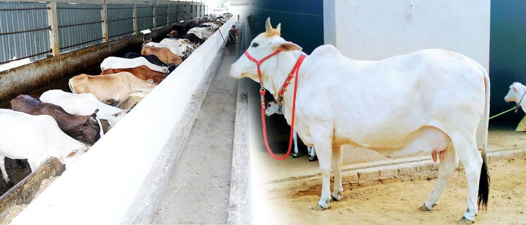 Kanha Gaushala – First Gaushala to embrace renewable energy