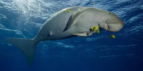 World Dugong Day 2025
