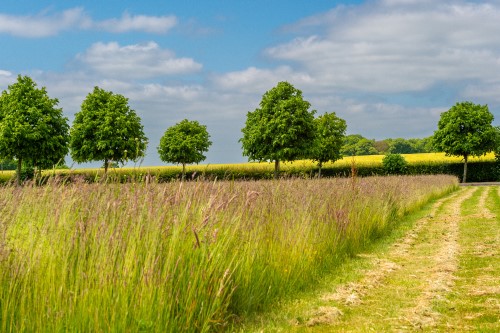 उत्तर प्रदेश के टाइगर रिजर्व में बारहमासी घास उगाई जाएगी