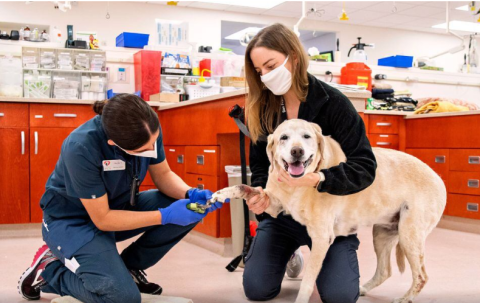 First Global Animal Health report by the World Organisation for Animal Health (WOAH)