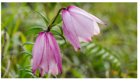 Shirui Lily Festival 2025
