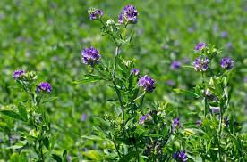 आनुवंशिक रूप से संशोधित (GM) अल्फाल्फा