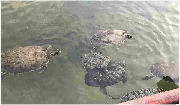 Conservation of Turtle in UP