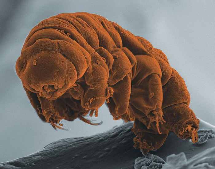 Tardigrades in Space