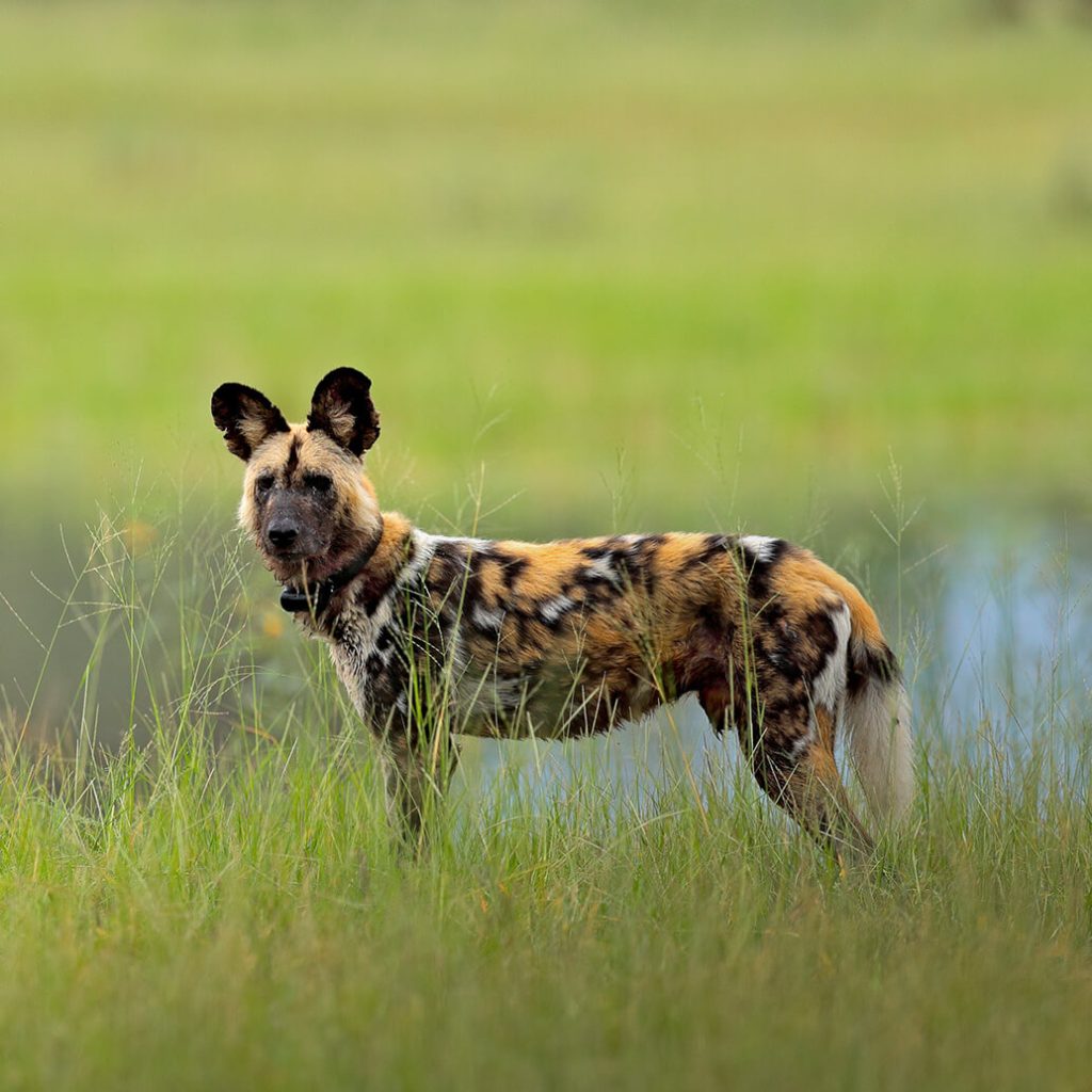 आईबैट (IBAT) एलायंस