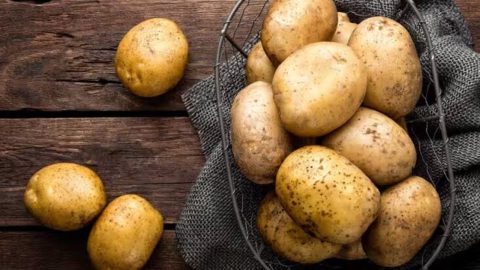 International Potato Centre at Agra