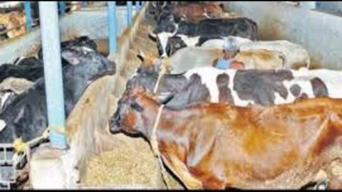 First time cattle shelters earn ISO certification in UP