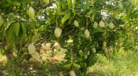 यूरेशियन ऊदबिलाव