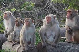Sterilisation of Bonnet Macaque