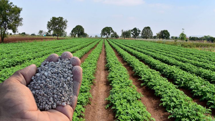 Di-Ammonia Phosphate (DAP) supply squeeze