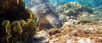 The Ocean Protection Gap: Assessing Progress toward the 30x30