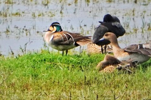 काजीरंगा में पहला घासभूमि पक्षी सर्वेक्षण