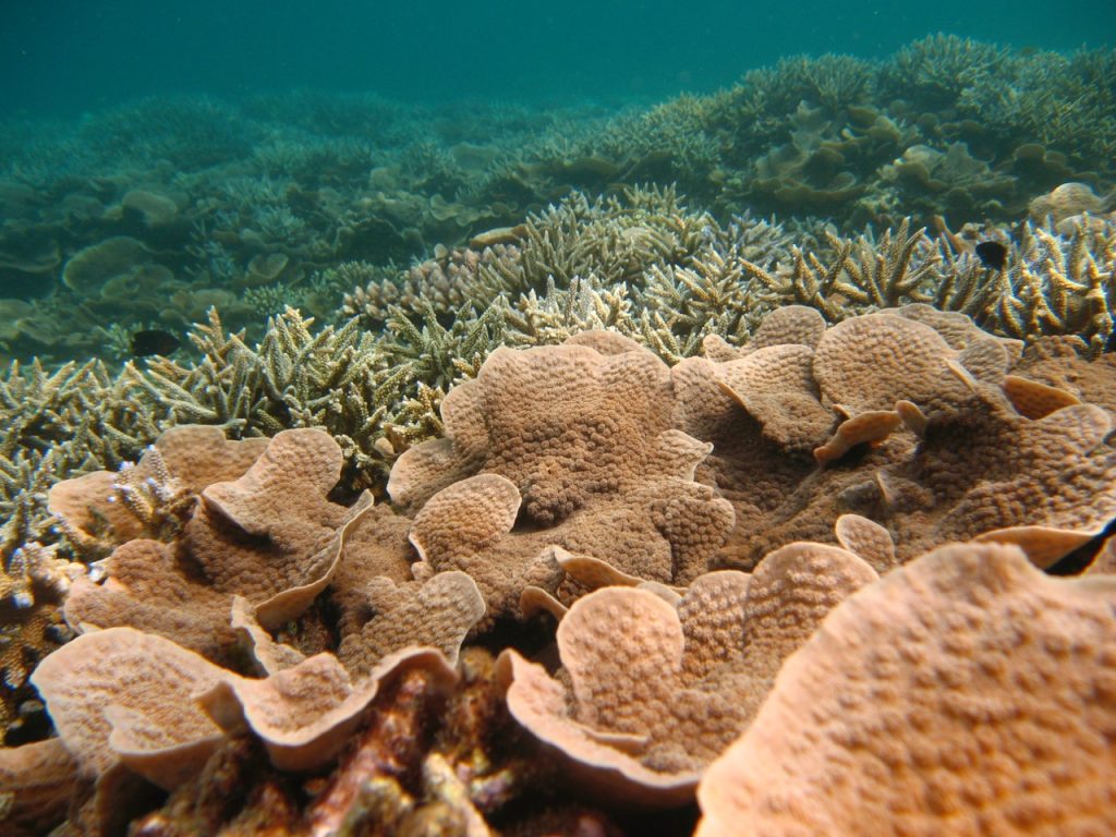 Corals in the Lakshadweep Archipelago
