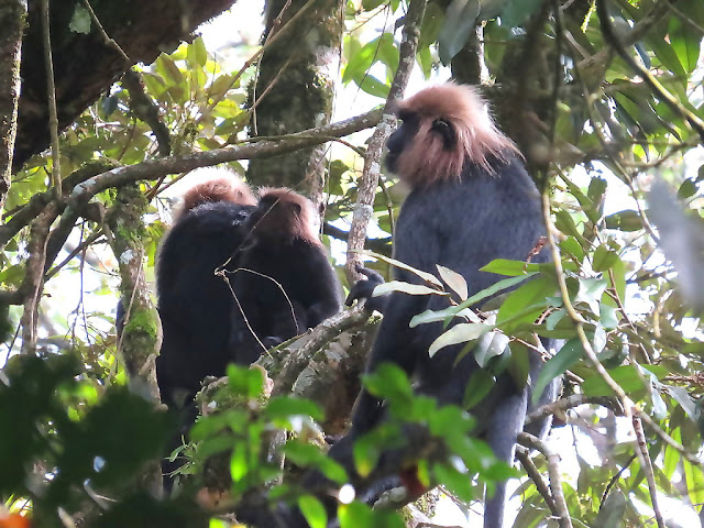 Sharavathi Valley Lion-Tailed Macaque Wildlife Sanctuary