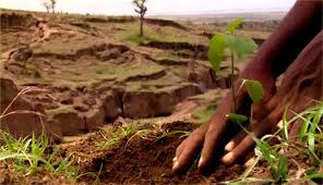 Compensatory Afforestation Performance and Fund Utilisation in India