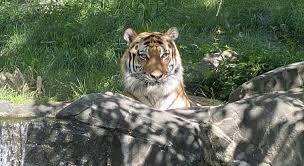 50 Years of CITES