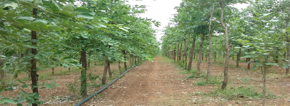 कृषि वानिकी नियम