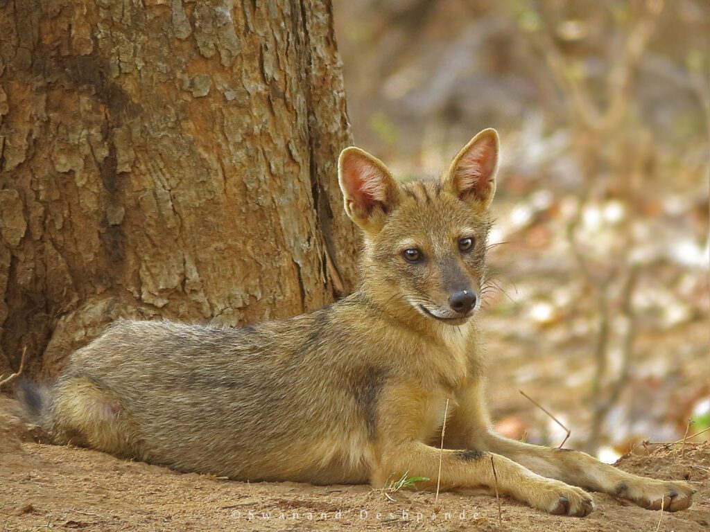 Golden Jackal
