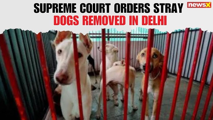 Delhi-NCR Stray Dogs Removal