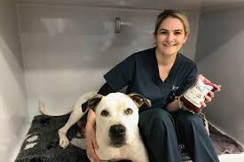 National Guidelines for Animal Blood Transfusion and Blood Banks