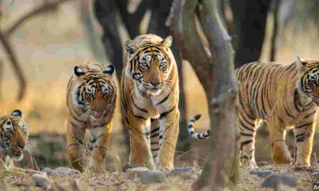 Translocation of Tigers in Maharashtra