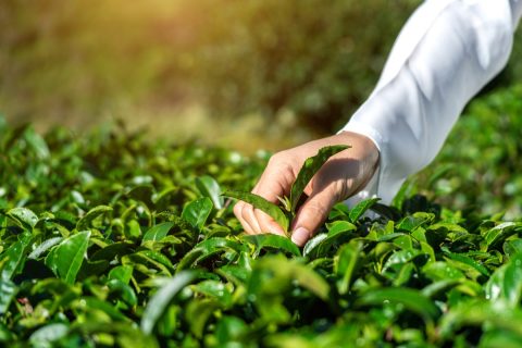 Indian Tea Sector