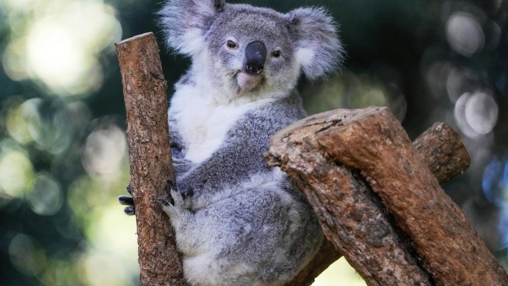 Vaccine to Save Koalas from Chlamydia Infection
