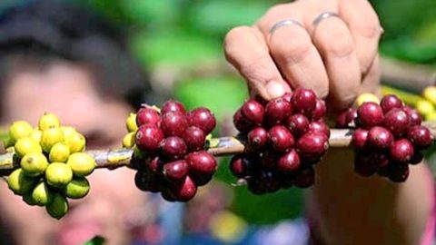 भारतीय कॉफी के लिए EUDR अनुपालन