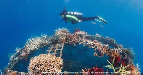 Corals Preservation