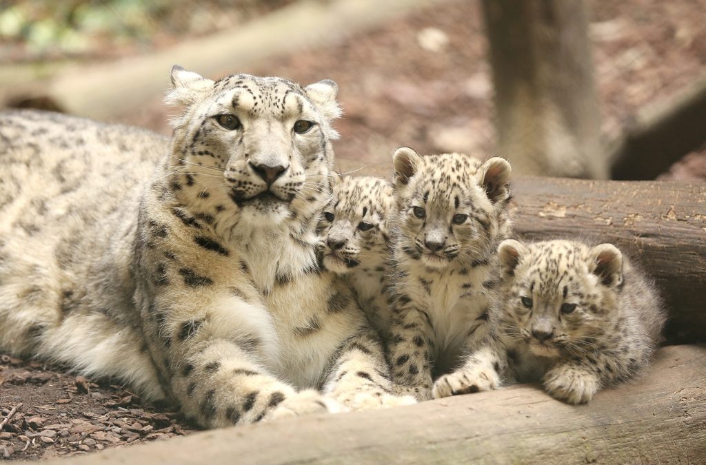 International Snow Leopard Day