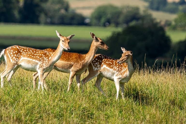 National Red List Assessment