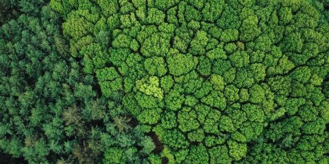 Global Forest Resources Assessment 2025