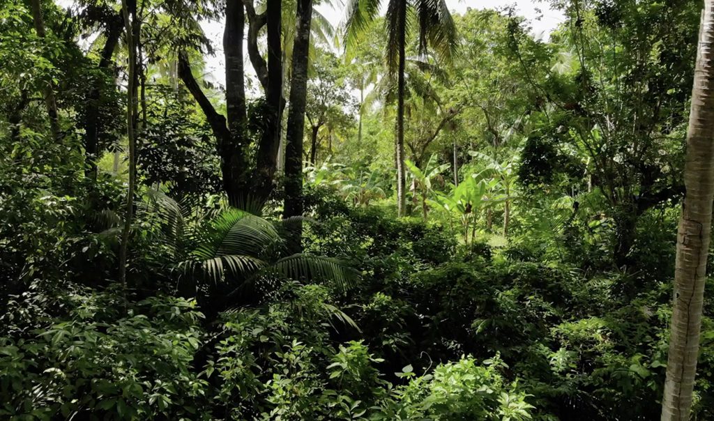 UNEP’s Report on Tropical Forest