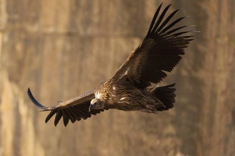 Pan India Assessment and Monitoring of Endangered Species-Vulture