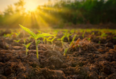 Reimagining Agriculture: A Frontier Technology-Led Transformation