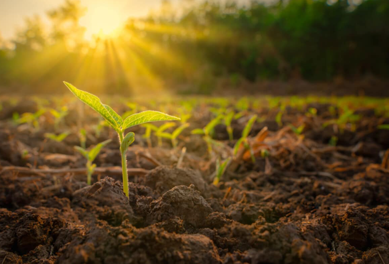 Reimagining Agriculture: A Frontier Technology-Led Transformation