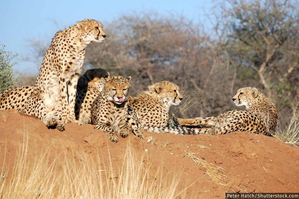 Translocation of Cheetahs to India
