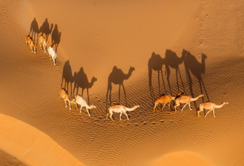 Extreme Heat Threatens Global Vertebrate Species