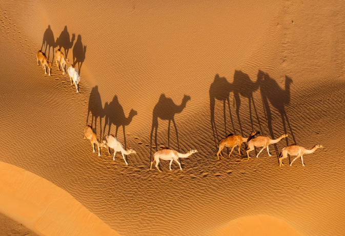 Extreme Heat Threatens Global Vertebrate Species