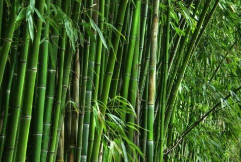 Bamboo Biomass Blending in Thermal Power Plants