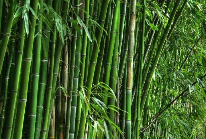 Bamboo Biomass Blending in Thermal Power Plants