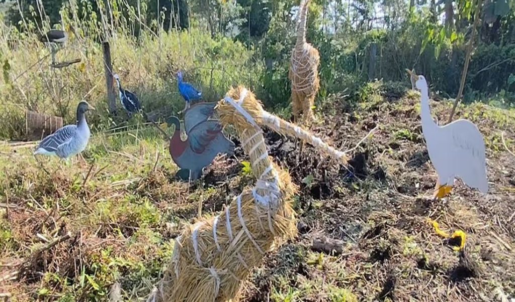 Charaichung Festival