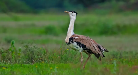 Supreme Court tightens Great Indian Bustard safeguards, redraws Green Energy Corridor (GEC) map in Rajasthan and Gujarat