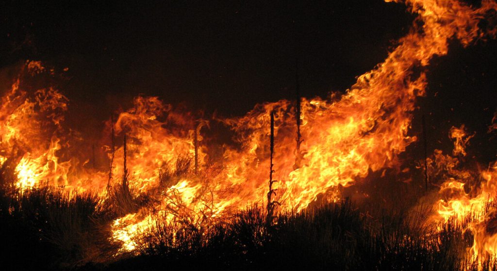 India’s Resolution on Wildfires Adopted at UNEA-7