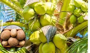 Government Increases MSP for Copra