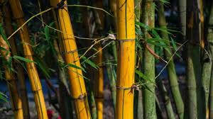 Thorny Bamboo Fossil Discovered