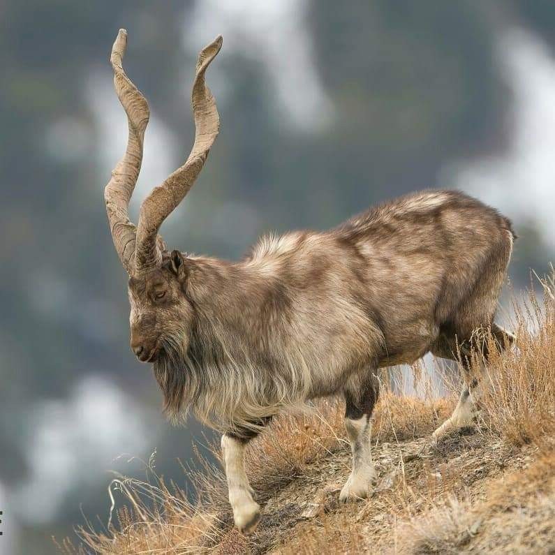 Kashmir Markhor faces extinction risk in India