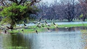 Two More Wetlands Get Ramsar Tag