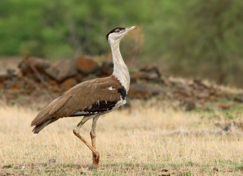Project Great Indian Bustard (GIB)